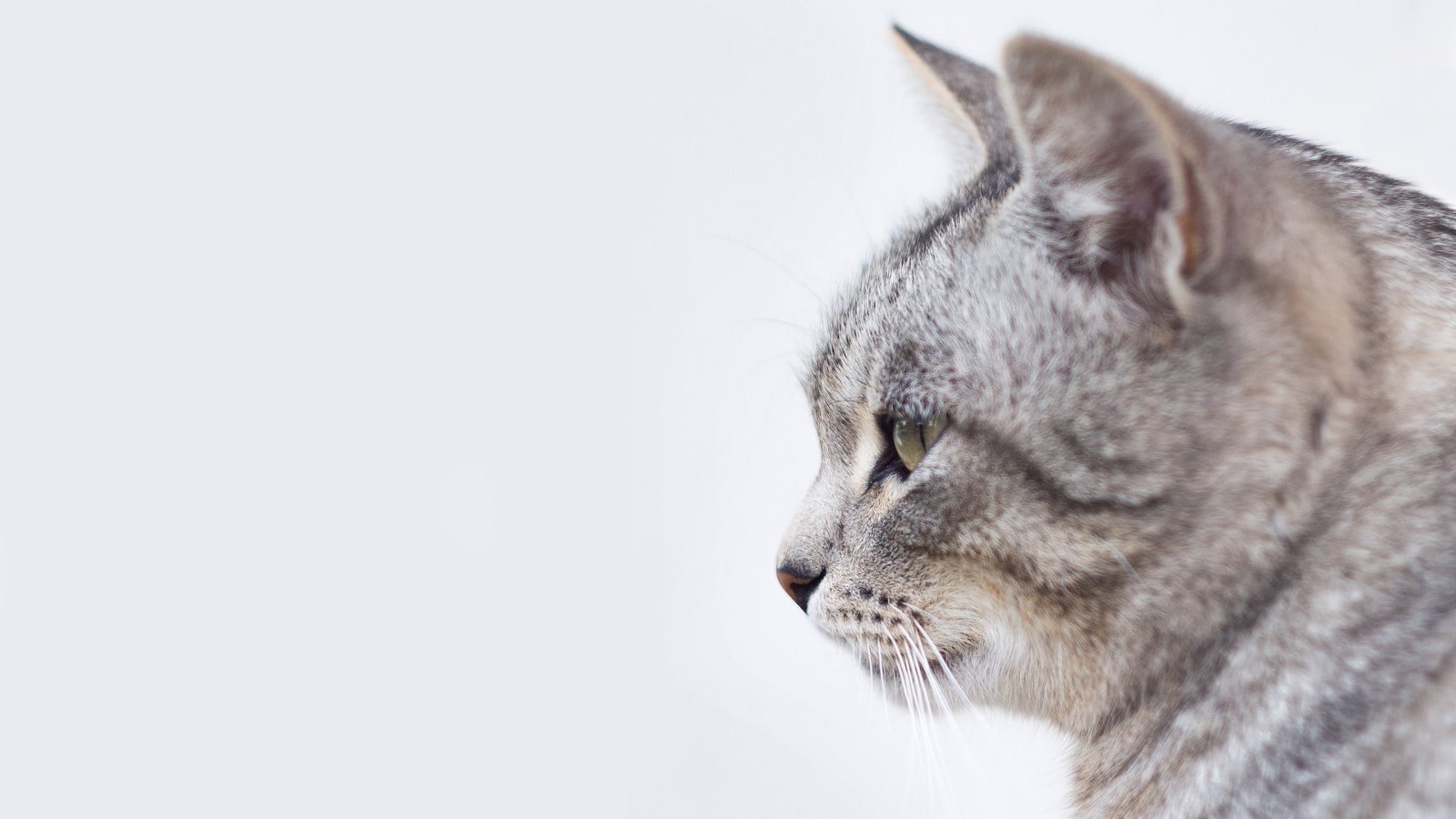 Photo by Mikhail Vasilyev gray and white tabby cat with white background