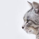 Surprising Reasons Why Your Cat Loves to Watch You