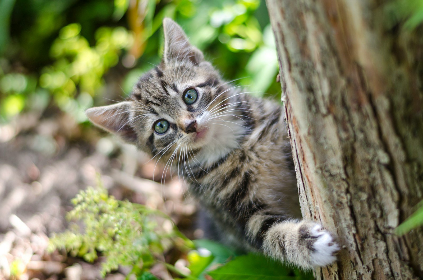 How Cats Adapt to Changes in Their Environment - felinefam.com