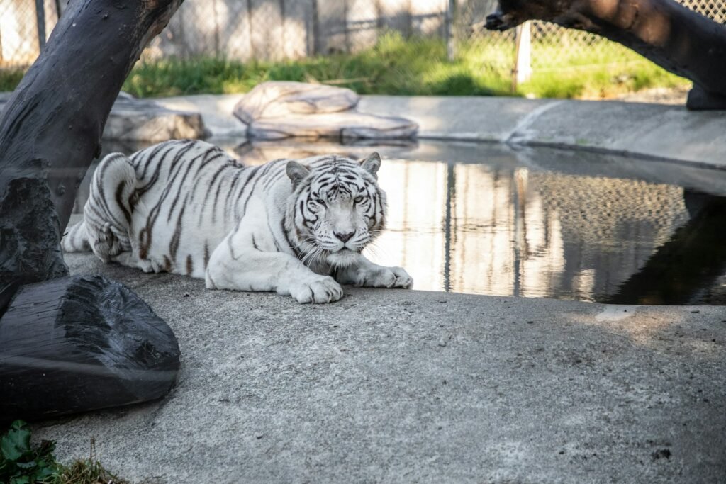 shallow focus photo of albino tiger