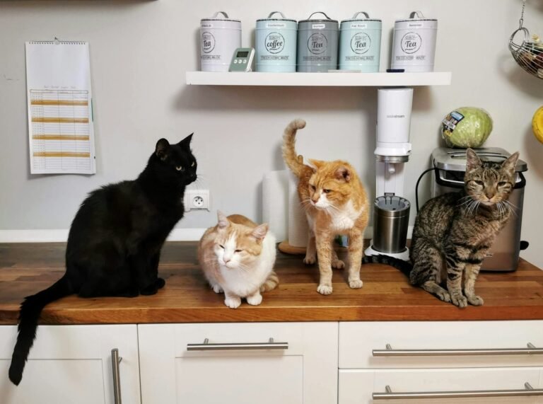 cat breed personality: orange tabby cat on white wooden cabinet