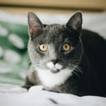 black and white cat on white textile
