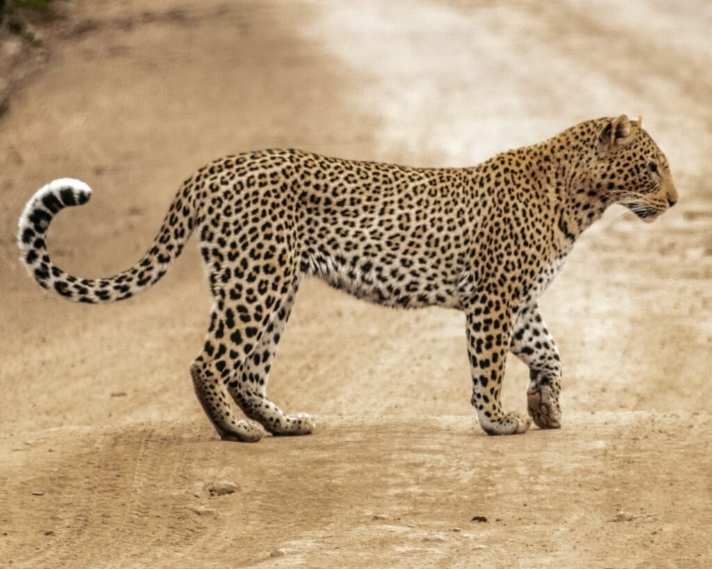 climate change: brown and black cheetah walking on brown sand during daytime