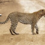 social structure: brown and black cheetah walking on brown sand during daytime