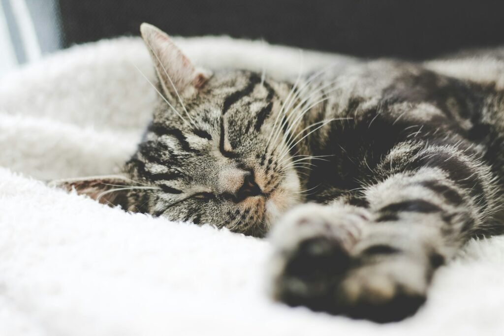 wild cat species: silver tabby cat sleeping on white blanket