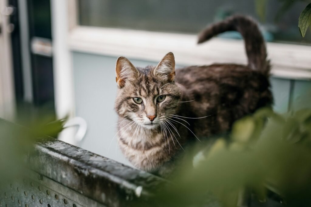 brown tabby cat on green concrete wall