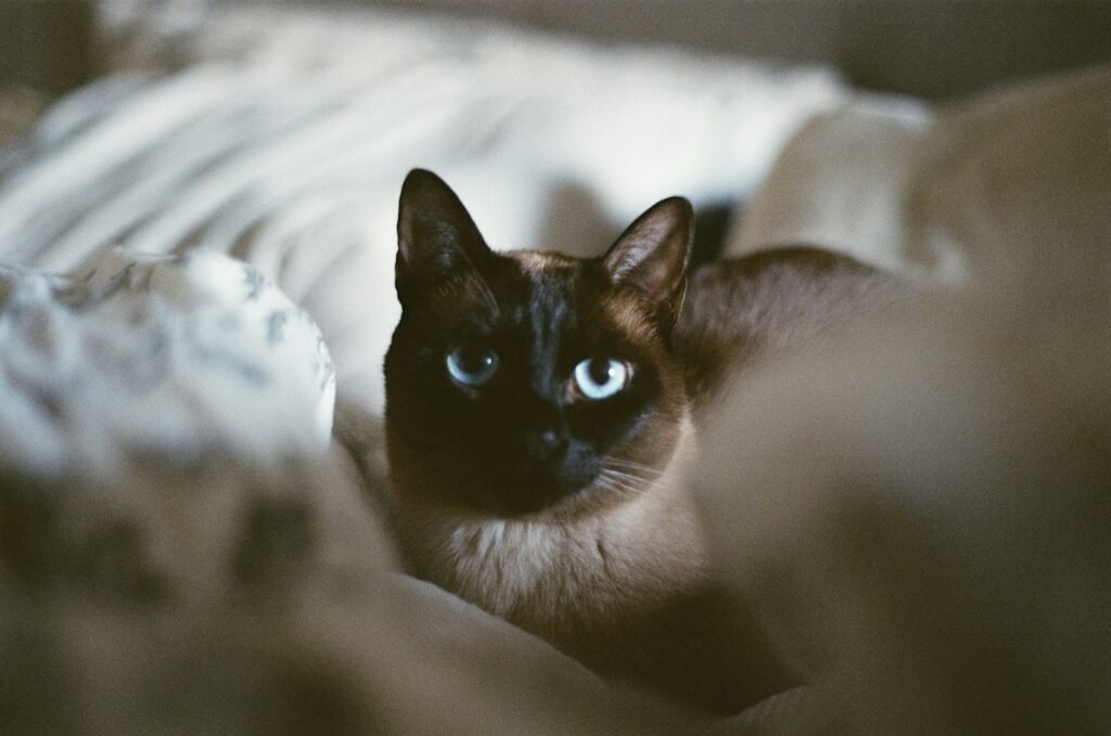 Cat Breeds black and white cat on white textile