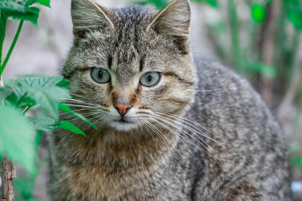 brown tabby cat with green eyes