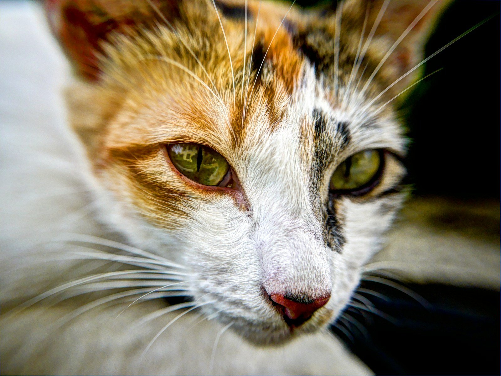 Photo by Danist Soh cat's face in shallow focus lens