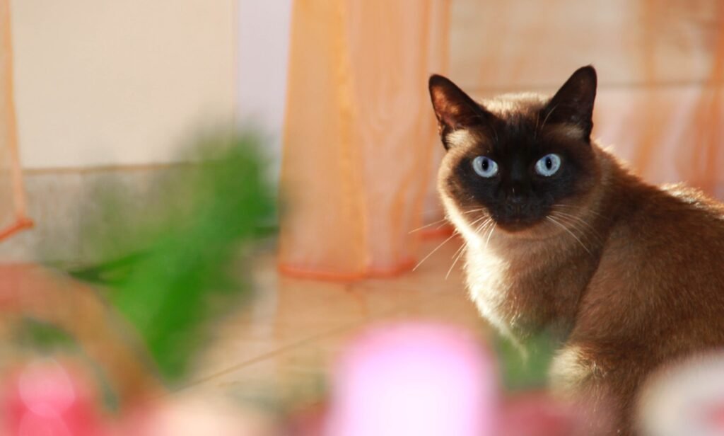 brown and white cat on brown floor