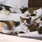 cat similarity: a group of cats laying next to each other