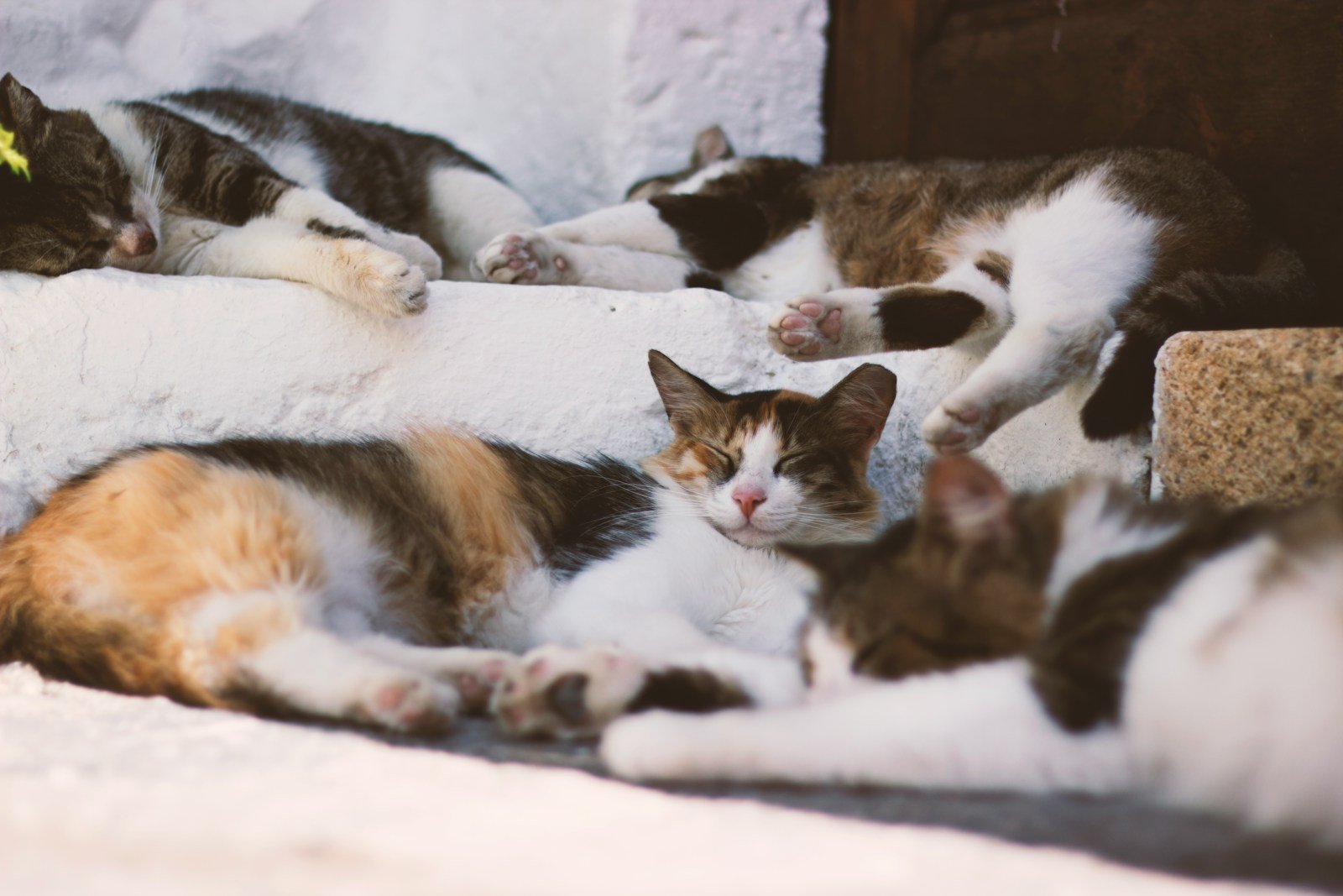 cat similarity: a group of cats laying next to each other