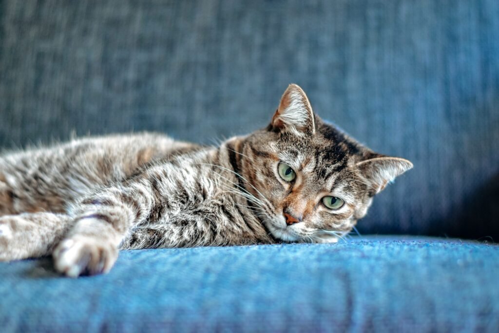 cat love: brown tabby cat lying on blue textile