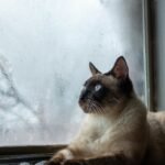 brown and black cat looking out the window
