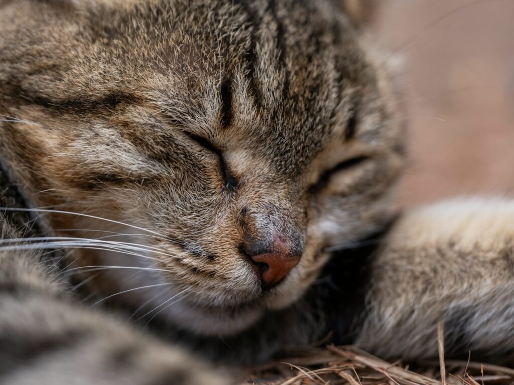 solitary predator: a close up of a cat sleeping on a bed of hay