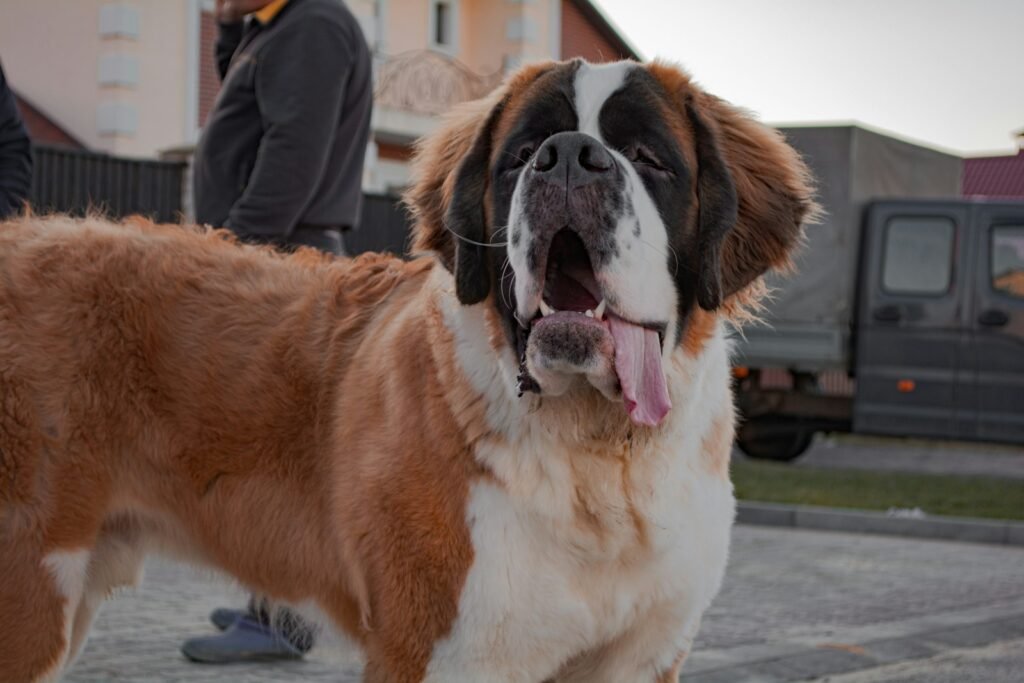 brown and white saint bernard