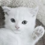 cat on sofa