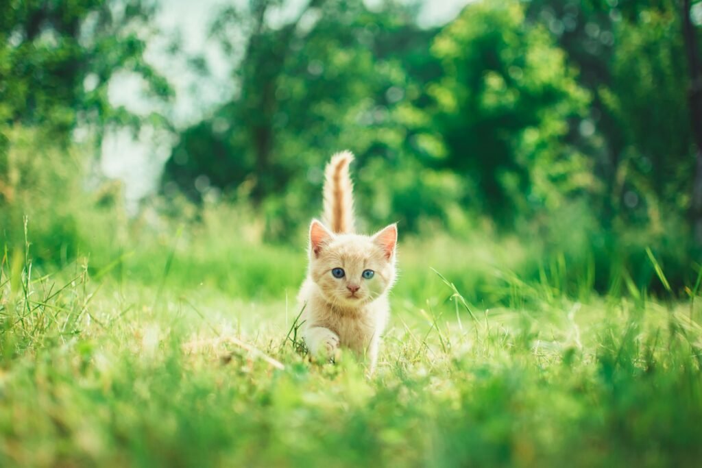 Cat on green grass
