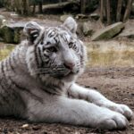 white and black tiger near body of water