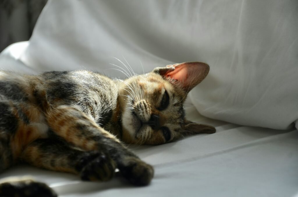 Cat Stress brown tabby cat lying on white textile