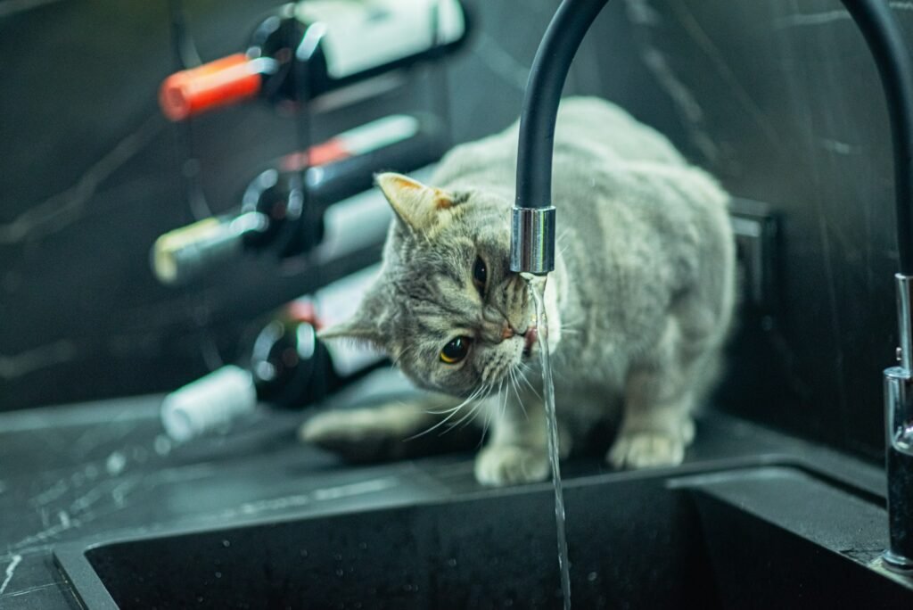 Drinking Cat a cat drinking water from a kitchen sink