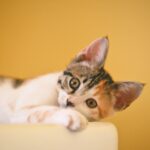calico kitten lying on white textile
