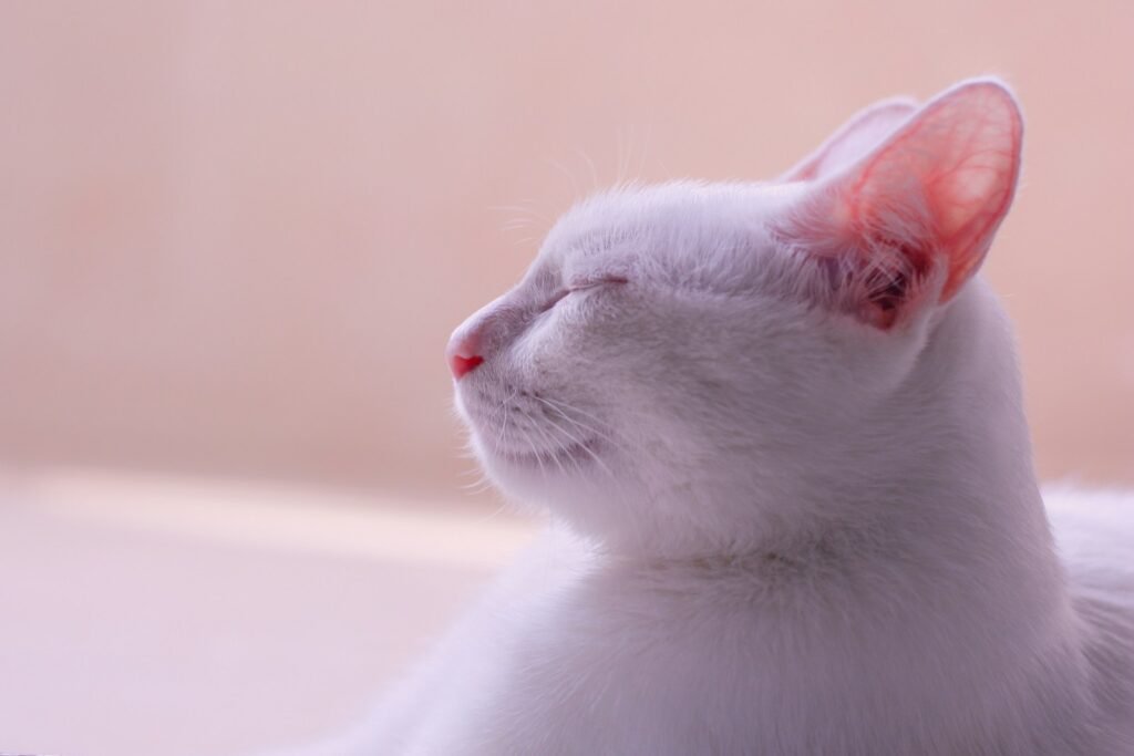 cat history: shallow focus photography of white cat