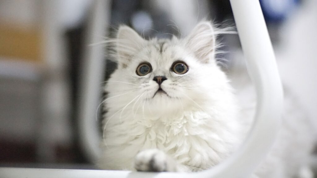 Unexpected Health Benefits of Owning a Cat