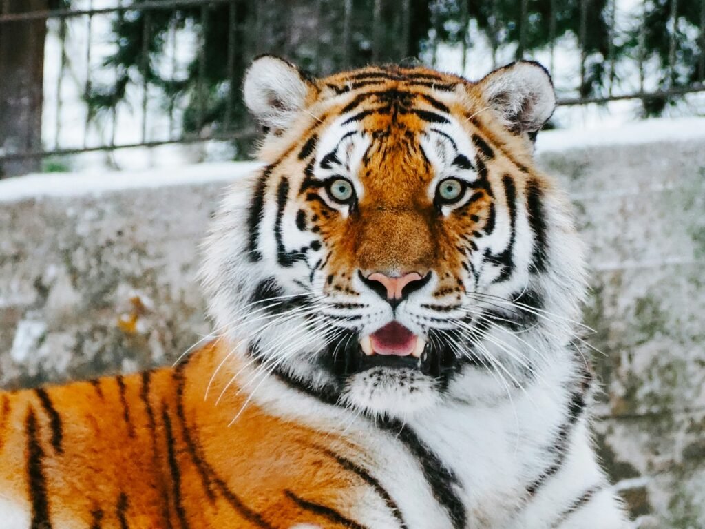 10 Little-Known Facts About How Big Cats Raise Their Cubs