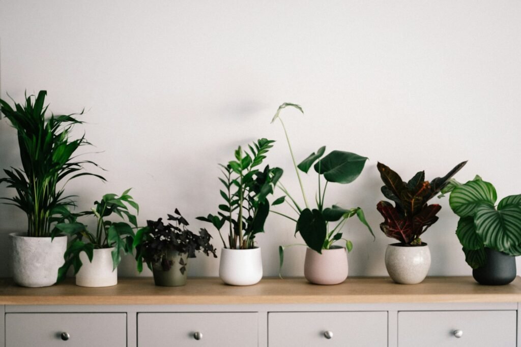  Cat-Friendly Houseplants
