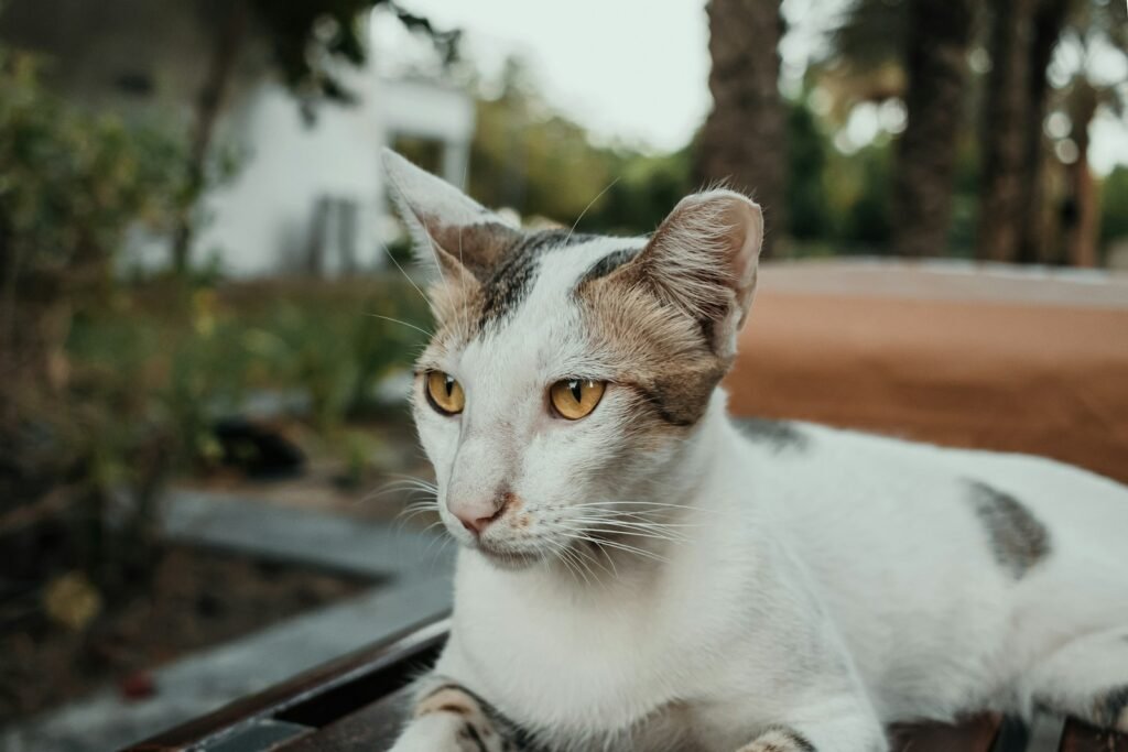 A cat laying on top of a wooden bench