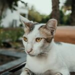 A cat laying on top of a wooden bench