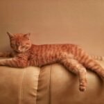 orange tabby cat lying on brown leather sofa