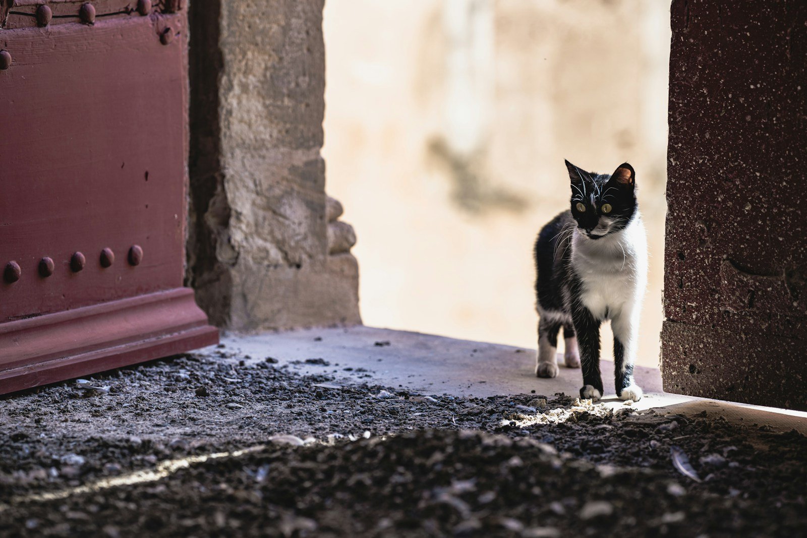Photo by Guillaume de Germain Independence: a black and white cat standing in a doorway
