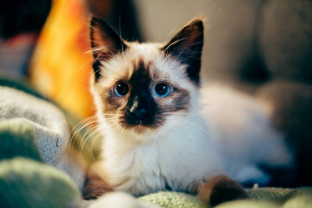 household cat: short-fur white and black cat on green textile