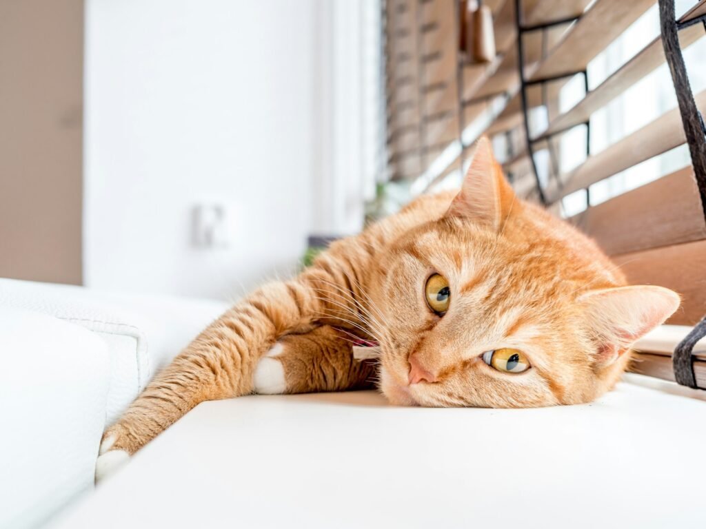 cat independence: orange tabby cat lying on white surface