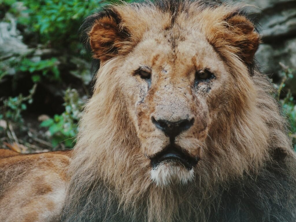 unique features: shallow focus photography of liono