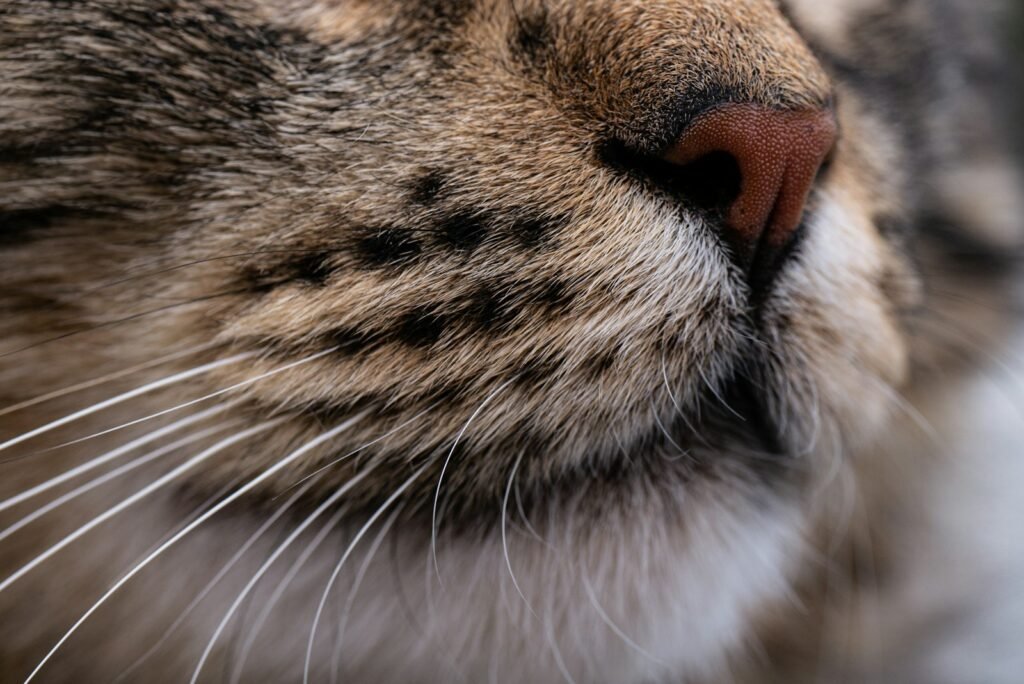 Cat Whiskers a close up of a cat's face with its eyes closed