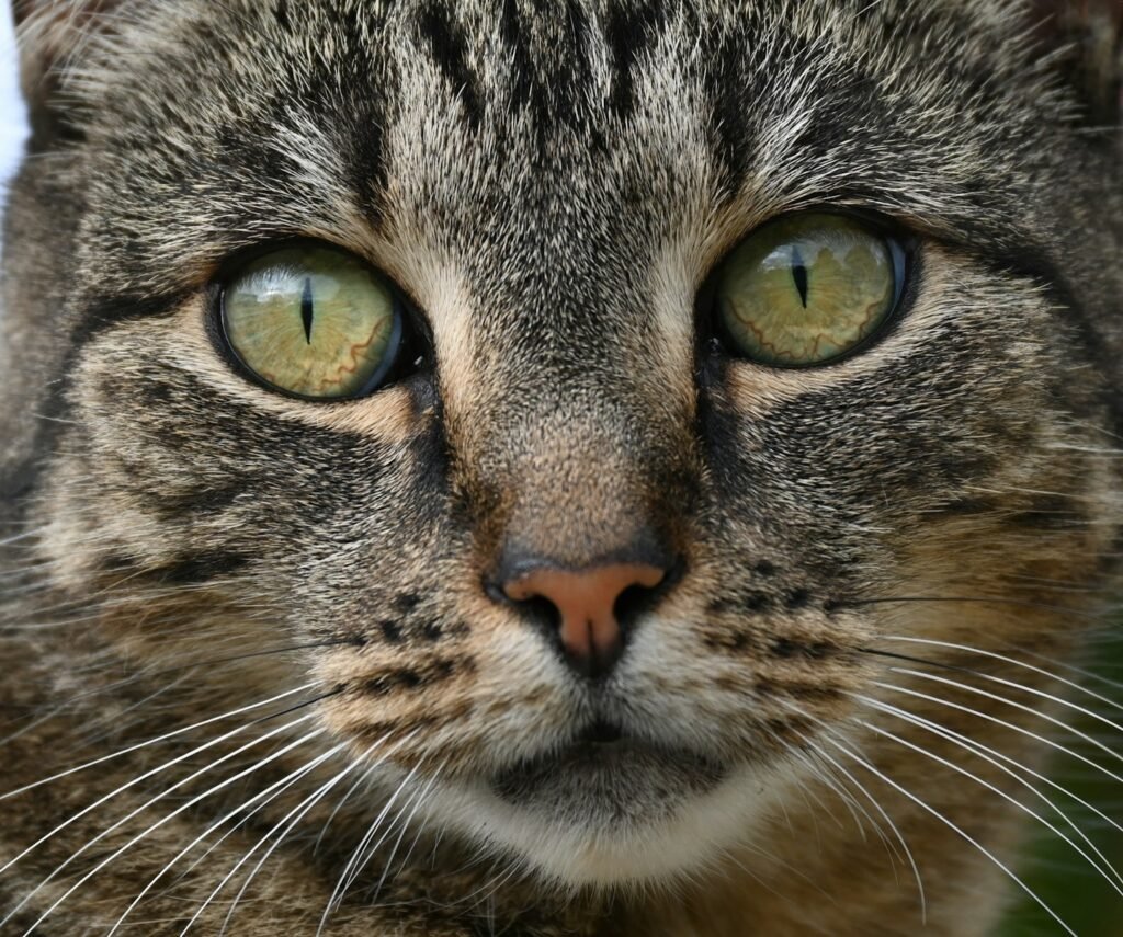 a close up of a cat with green eyes