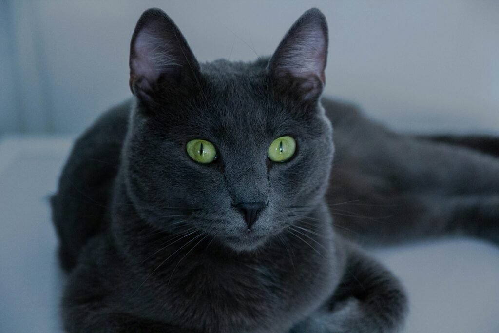 Cat Breeds black cat with green eyes