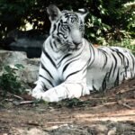 albino bengal tiger lying on ground near green plant