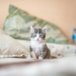 white and gray kitten on white textile