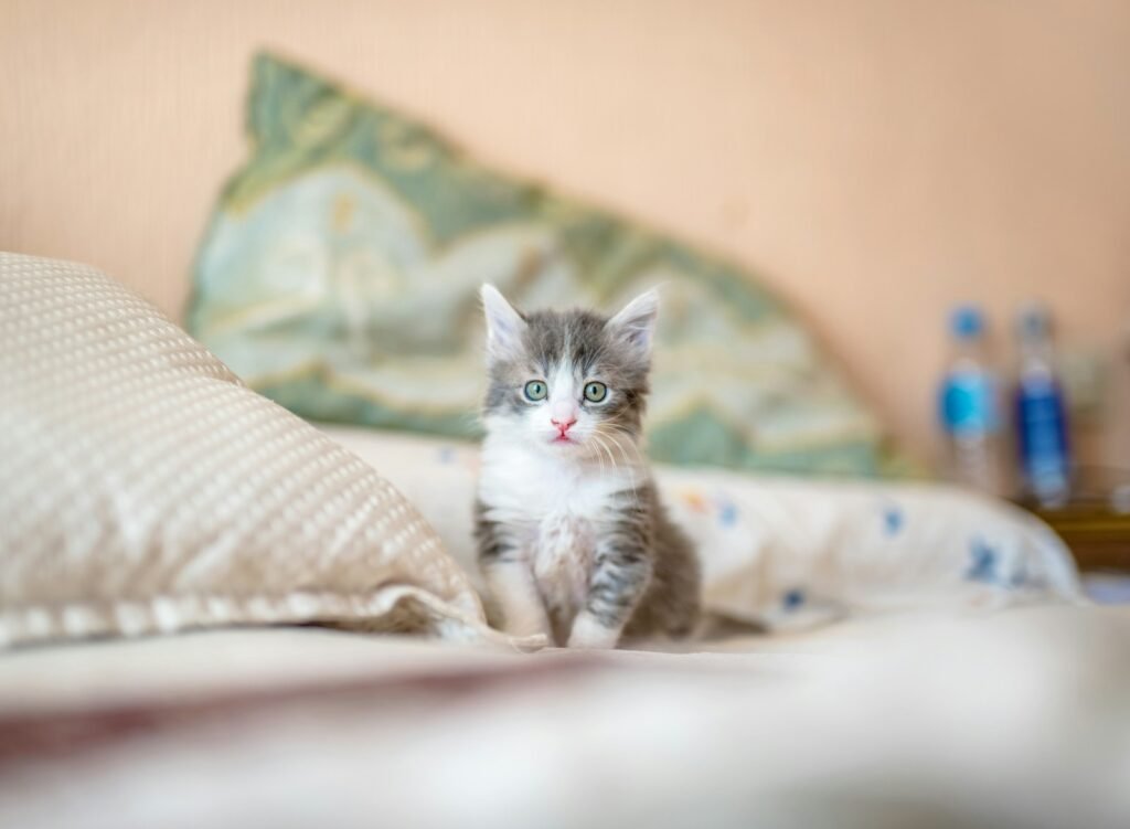 household cat: white and gray kitten on white textile