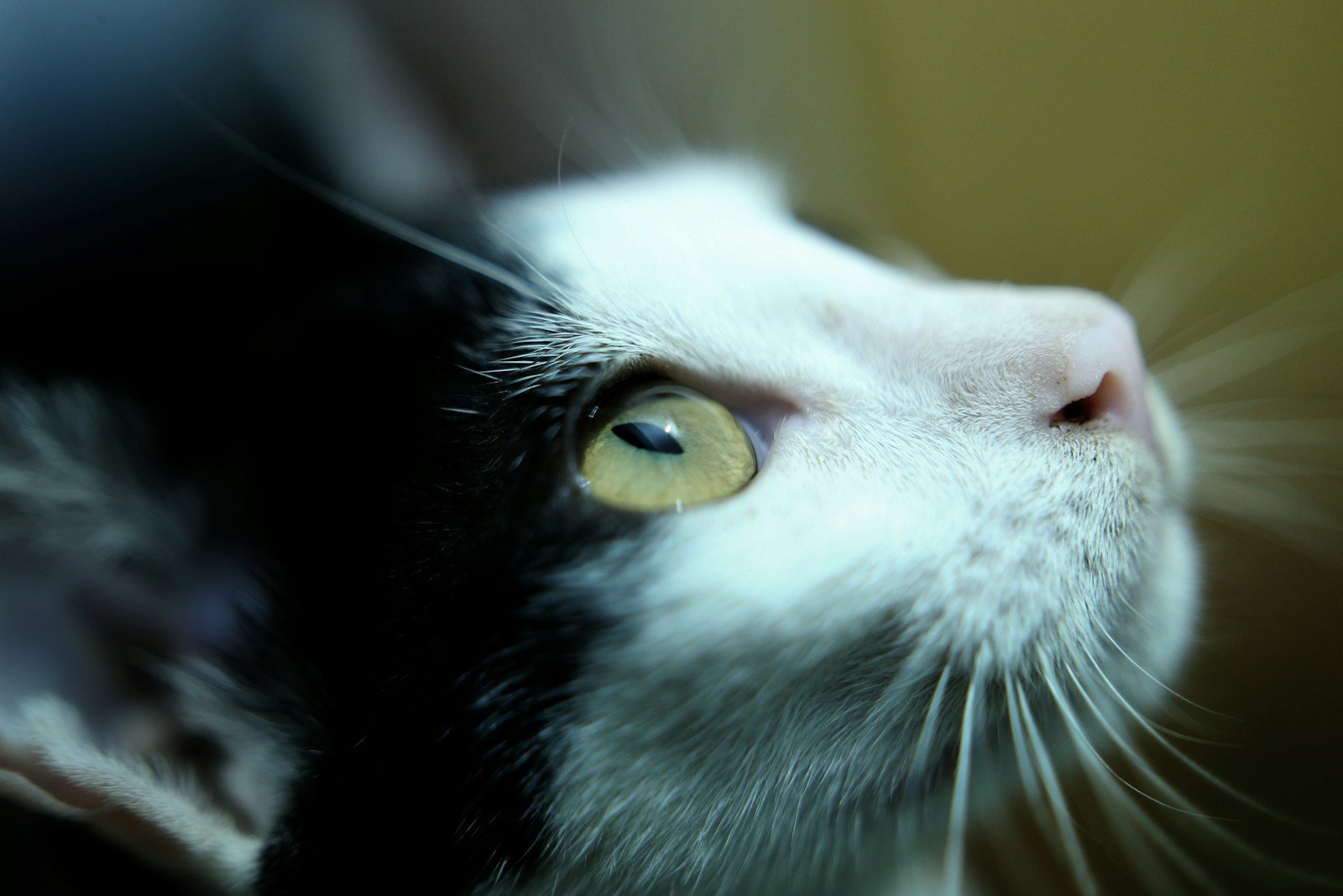 Photo by Tonmoy Iftekhar A black and white cat looking up at something