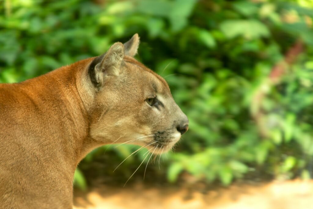 Big Cat Species