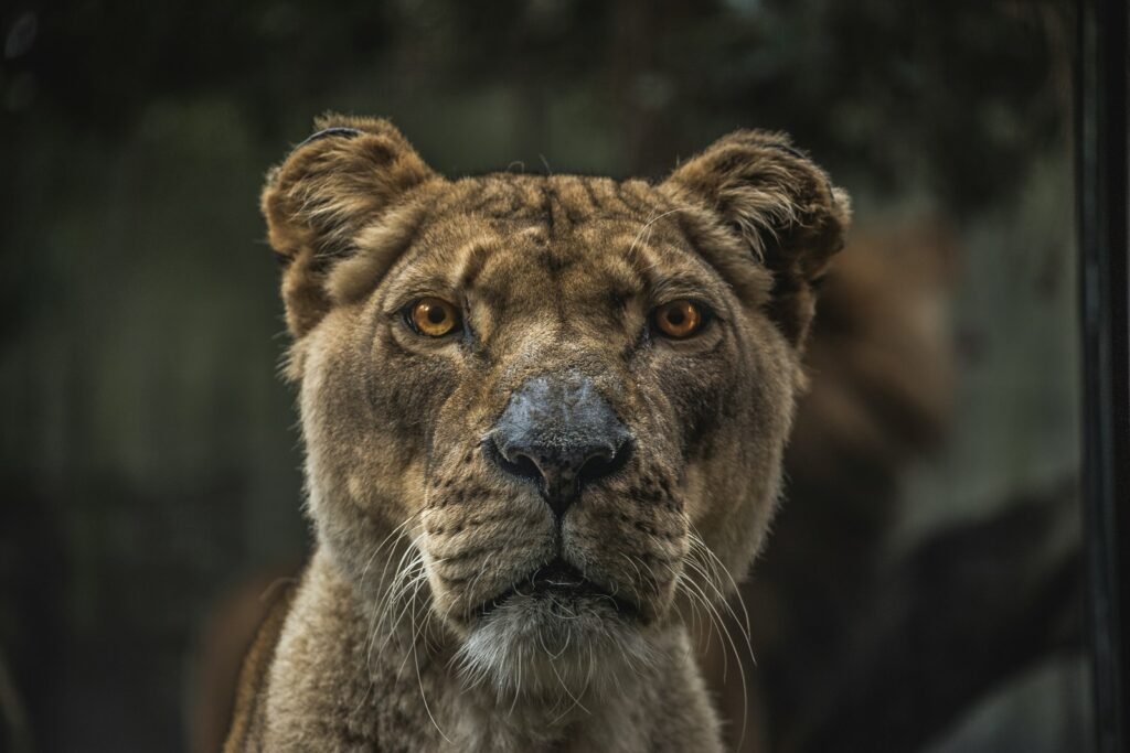 lion's pride: Lioness illustration