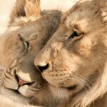 lions