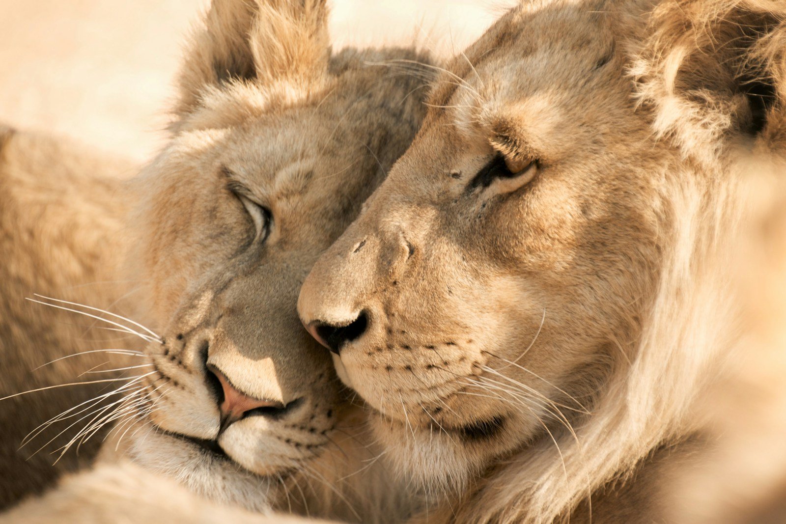 lions