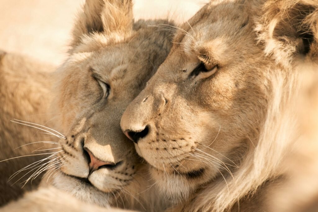 African Savannah