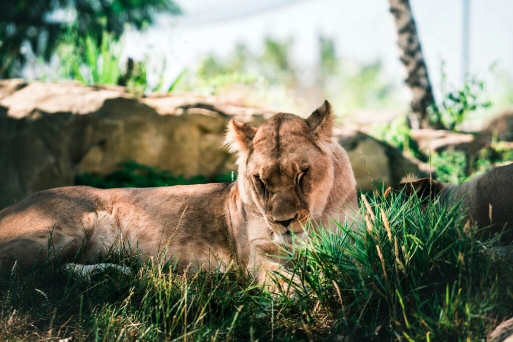 Social Cat a lion lying in the grass
